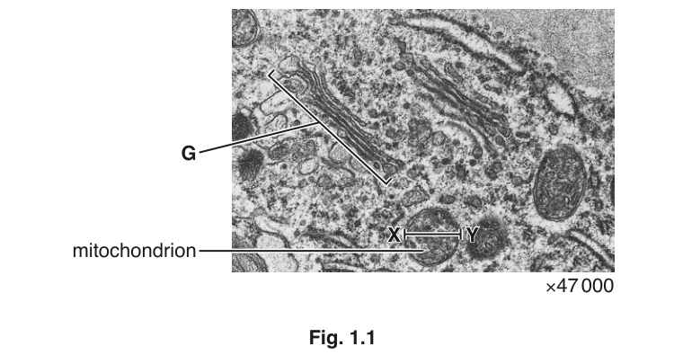 Fig. 1.1