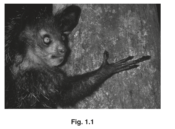 Fig. 1.1