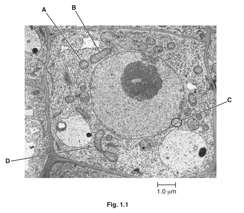 Fig. 1.1