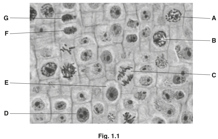 Fig. 1.1
