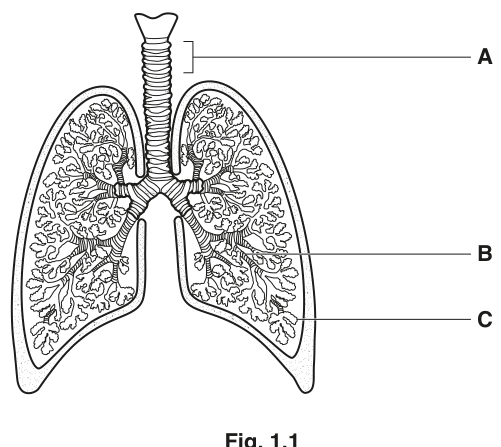 Fig. 1.1