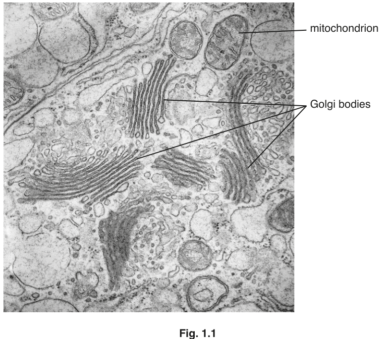 Fig. 1.1