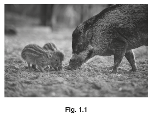 Fig. 1.1