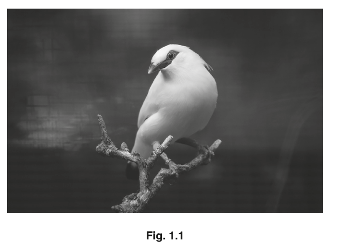 Fig. 1.1