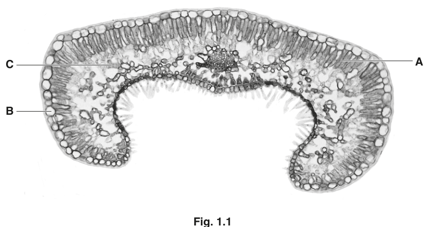 Fig. 1.1