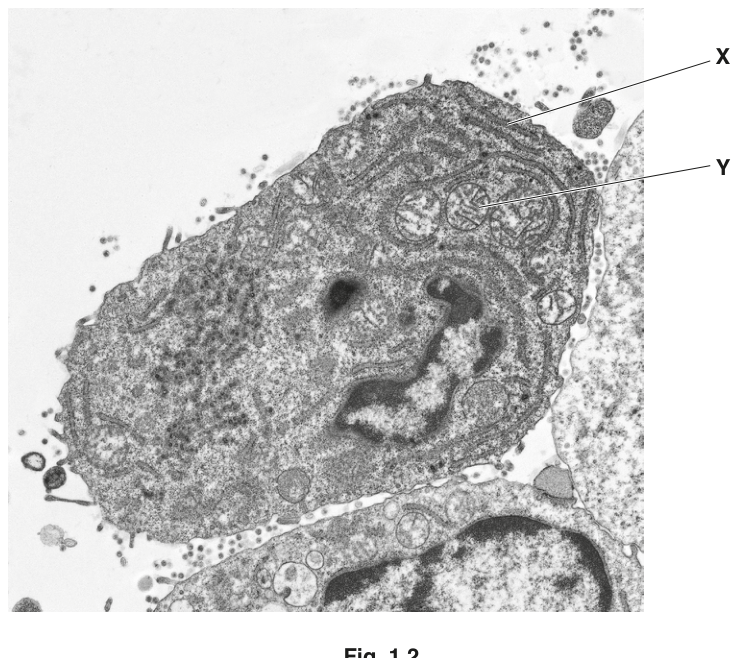 Fig. 1.2