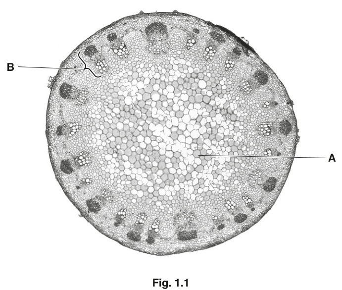Fig. 1.1