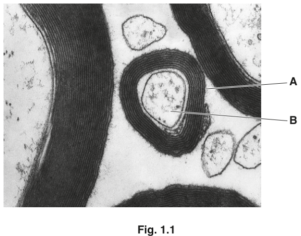 Fig. 1.1