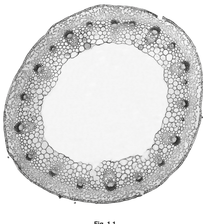 Fig. 1.1