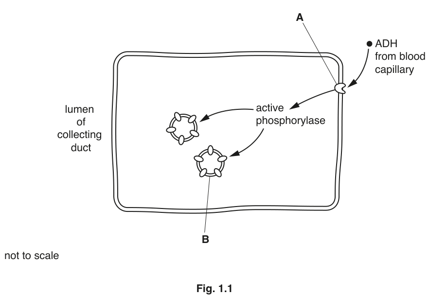Fig. 1.1