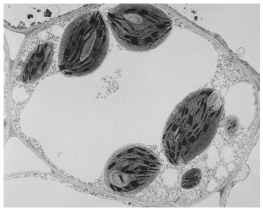 Fig. 1.1