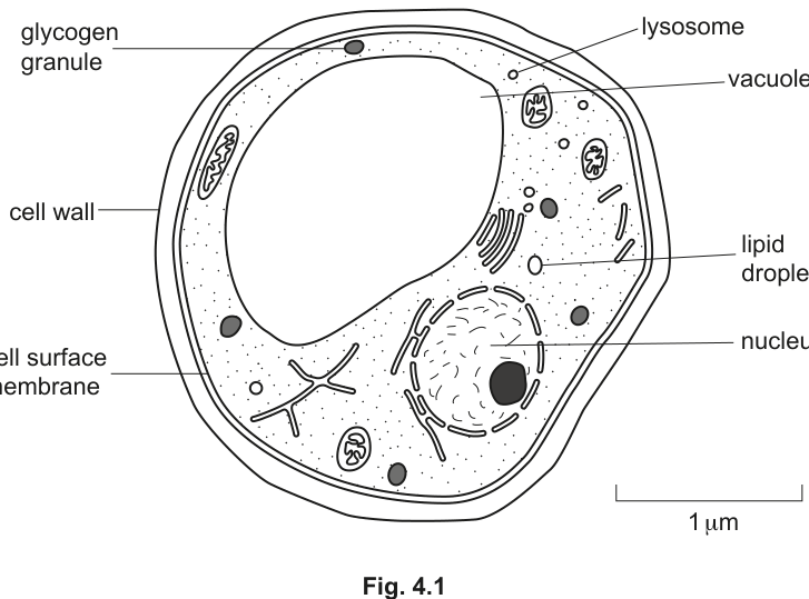 Fig. 4.1 — diagram of a transmission electron micrograph of *S. cerevisiae*, with labelled organelles and a 1 µm scale bar, as printed with the question.