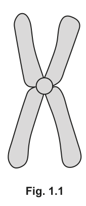 Fig. 1.1