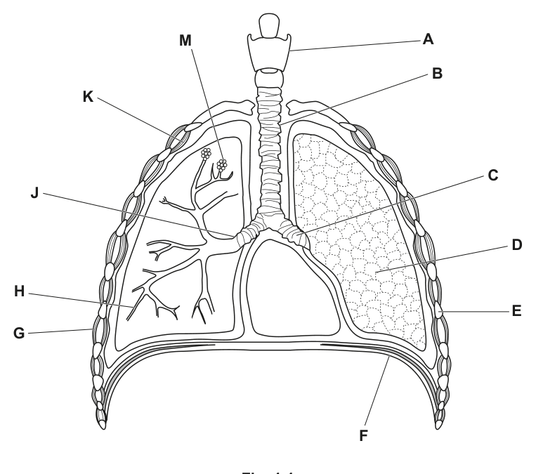 Fig. 1.1