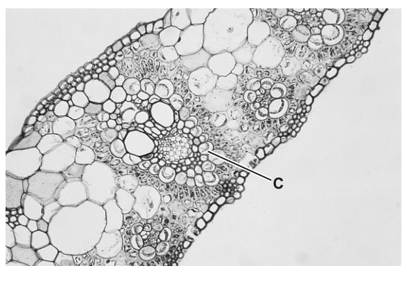 Fig. 1.1