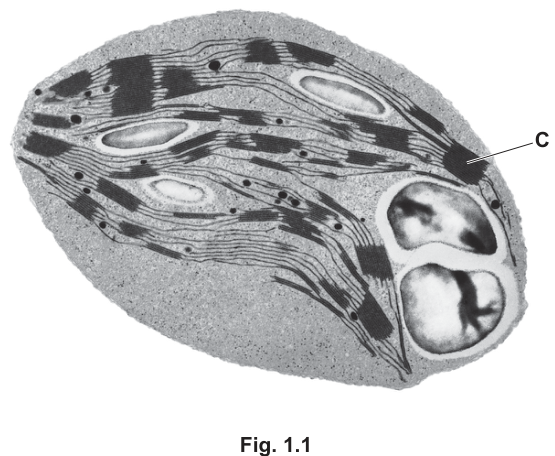 Fig. 1.1