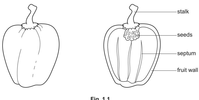 Fig. 1.1