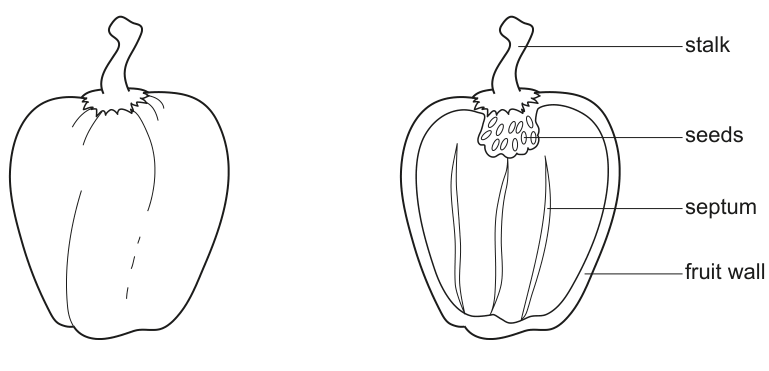 Fig. 1.1