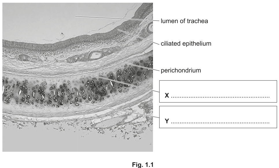 Fig. 1.1