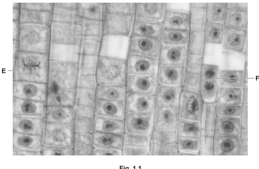 Fig. 1.1