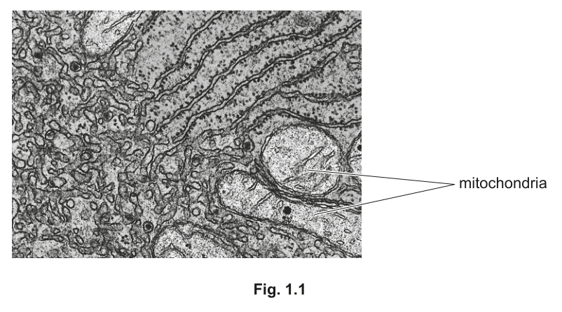 Fig. 1.1