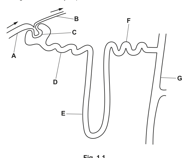 Fig. 1.1