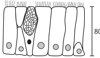 Fig. 1.1
