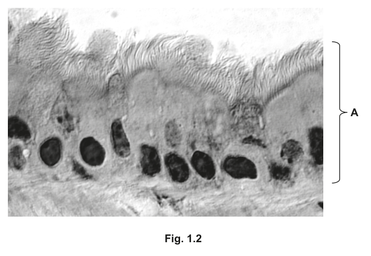 Fig. 1.2