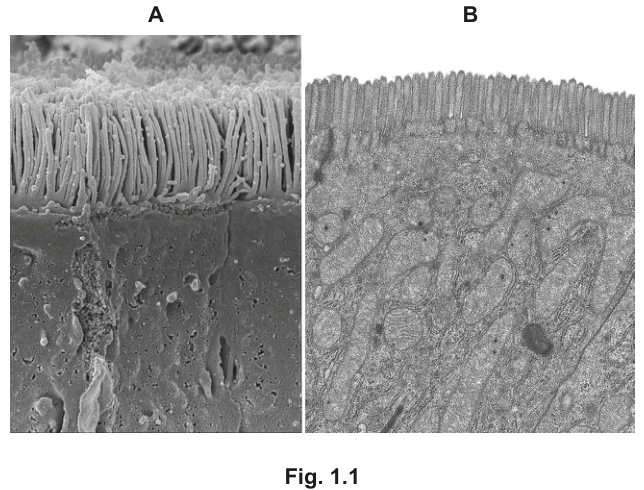 Fig. 1.1