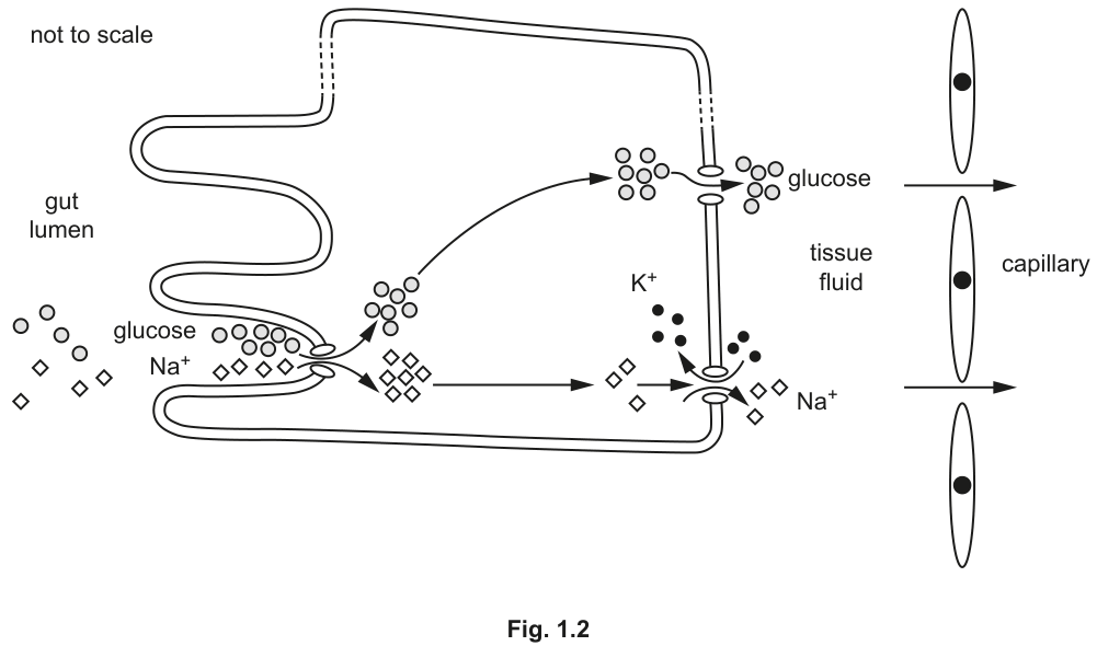 Fig. 1.2