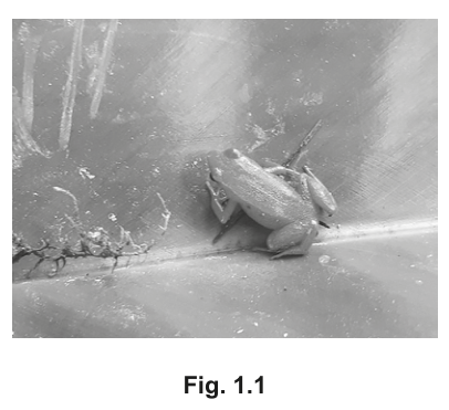 Fig. 1.1
