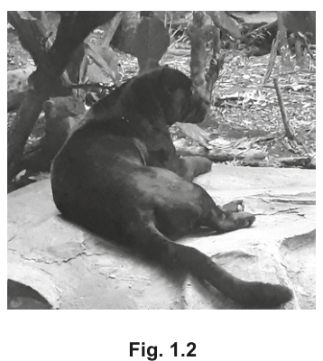 Fig. 1.2