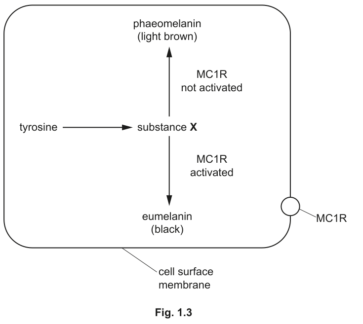 Fig. 1.3