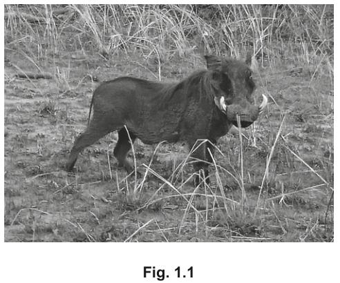 Fig. 1.1