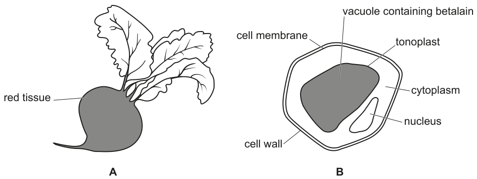 Fig. 1.1