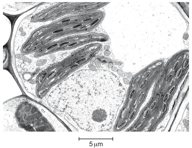 Fig. 1.1
