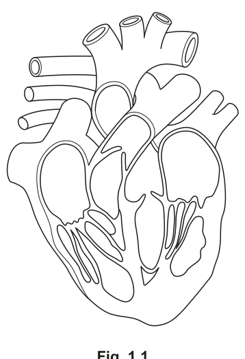 Fig. 1.1