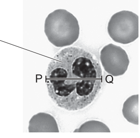 Fig. 1.1