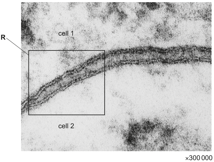 Fig. 1.1