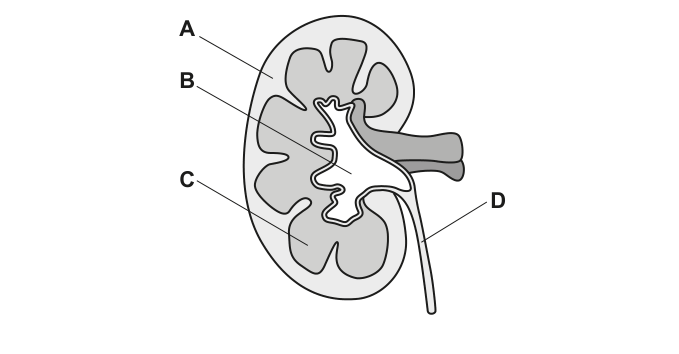 Fig. 1.1