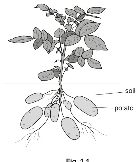 Fig. 1.1