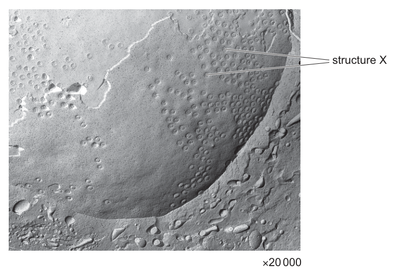 Fig. 1.1