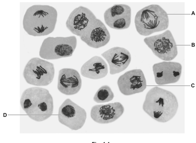 Fig. 1.1