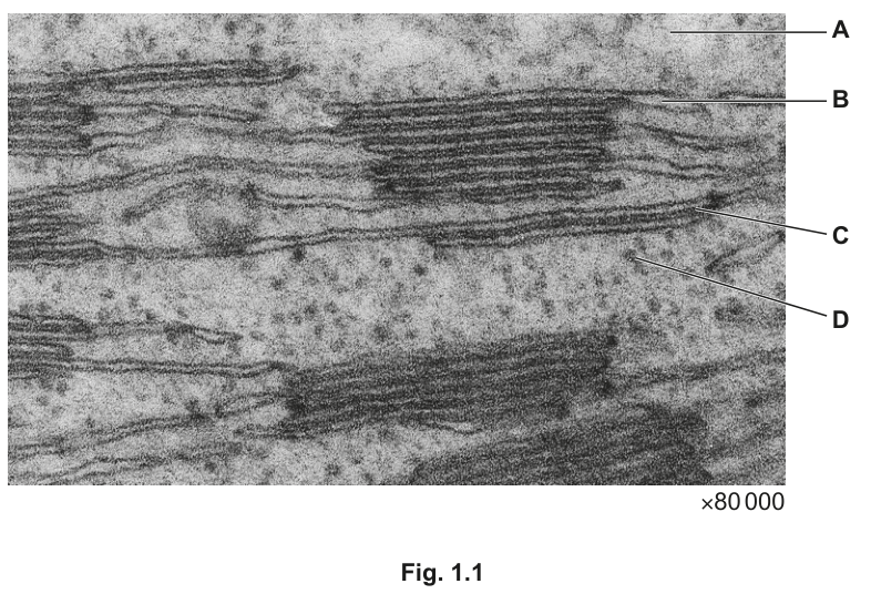 Fig. 1.1