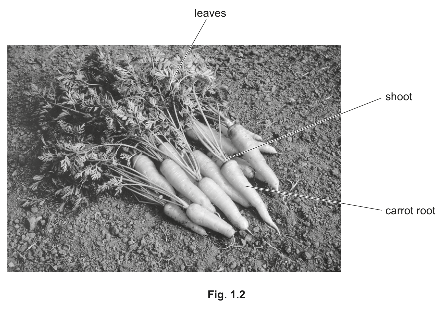 Fig. 1.2