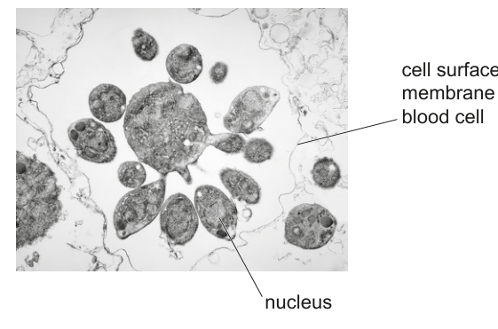 Fig. 1.1