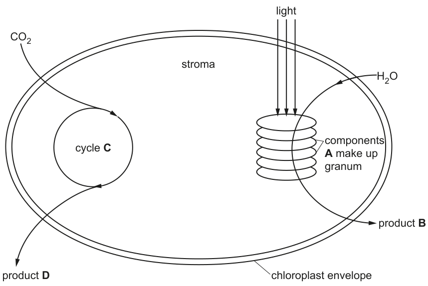 Fig. 1.1