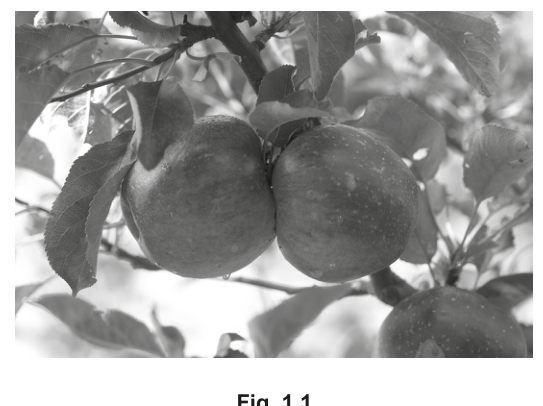 Fig. 1.1