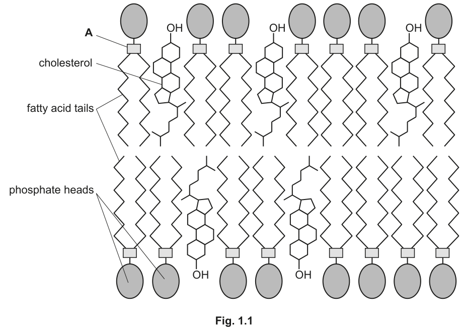 Fig. 1.1