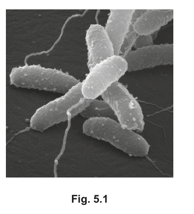 Fig. 5.1